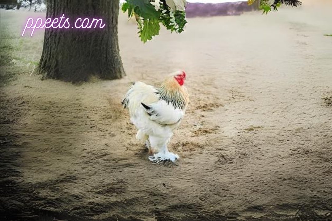 10 best Brahma chicken hen