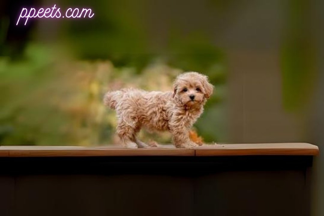 10 best Maltipoo dog 