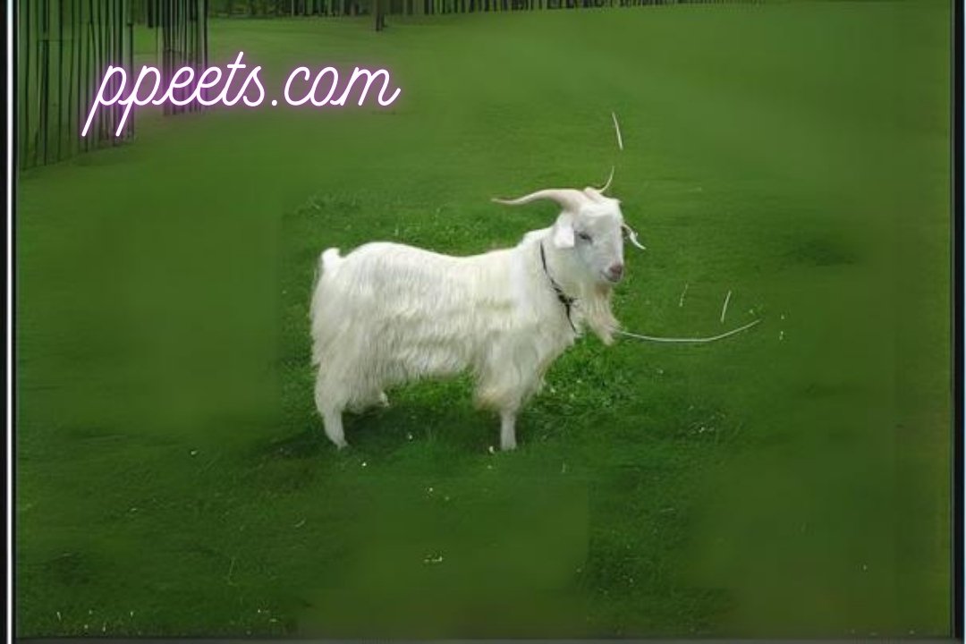 10 best Angora goat