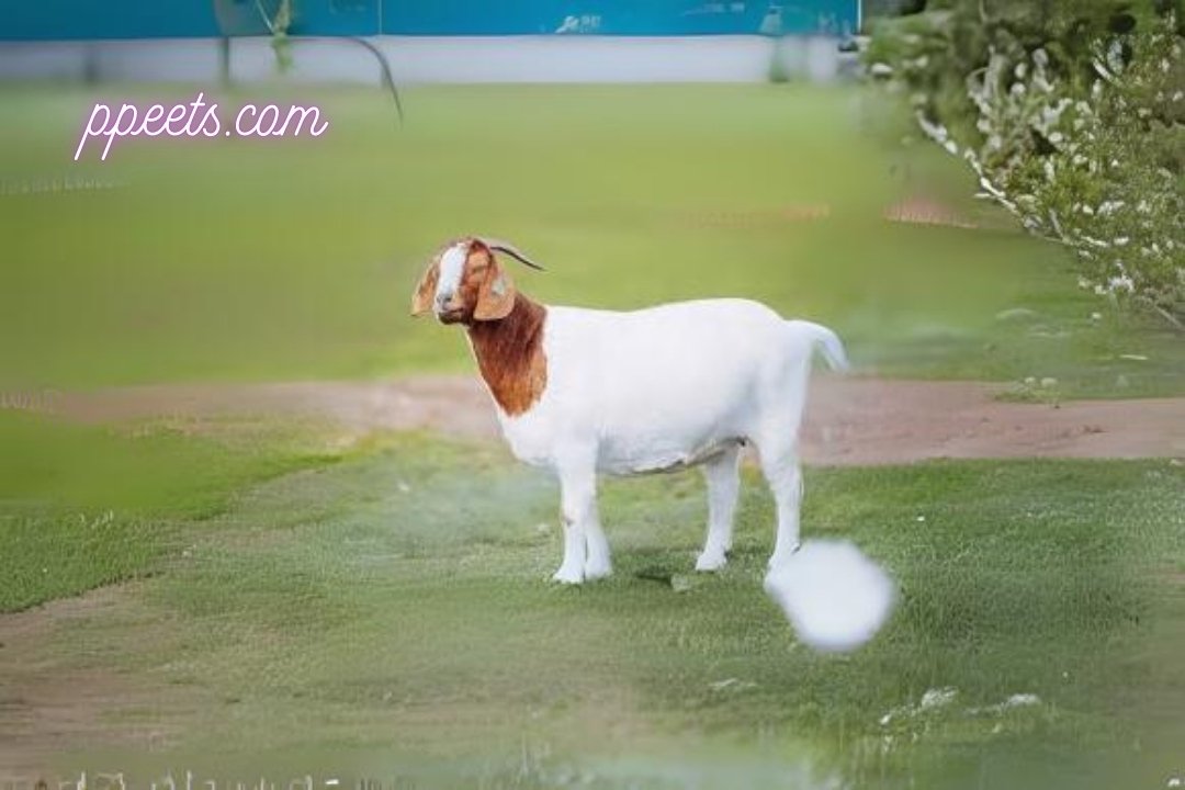 10 best Boer goat