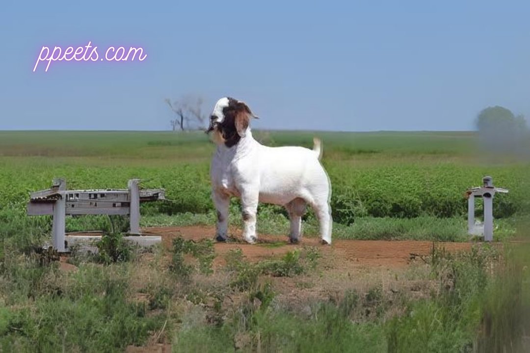 10 best Boer goat