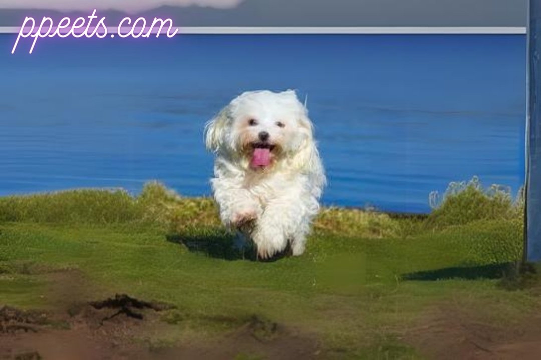 10 Havanese dog