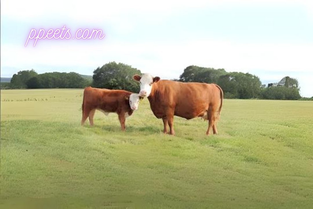 10 beast Hereford cattle cow 