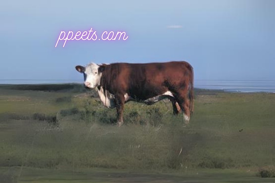 10 best Hereford cattle cow 