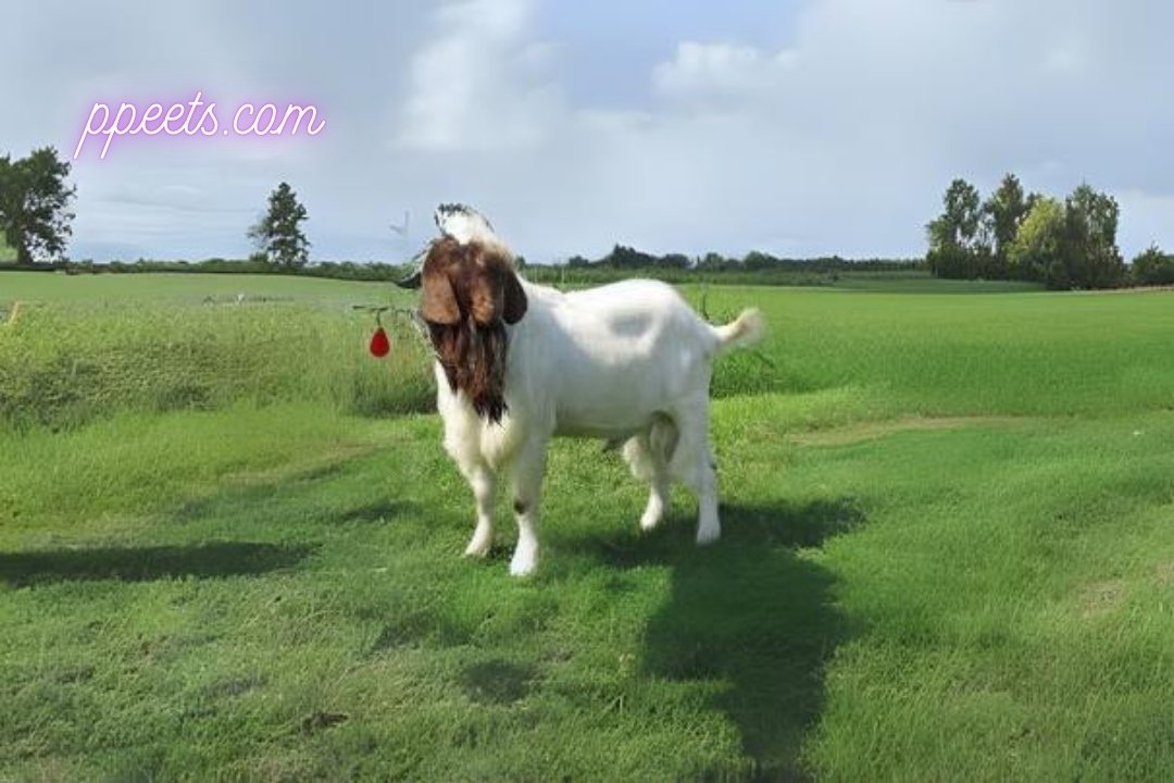 10 best Boer goat