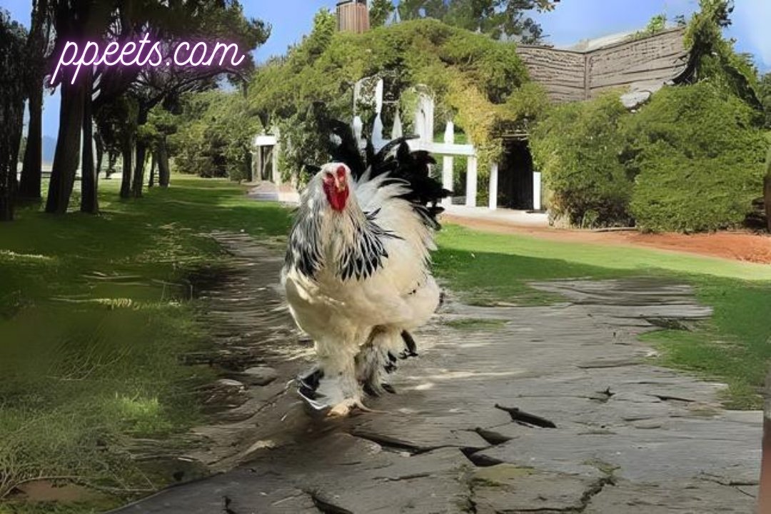 Brahma chicken hen