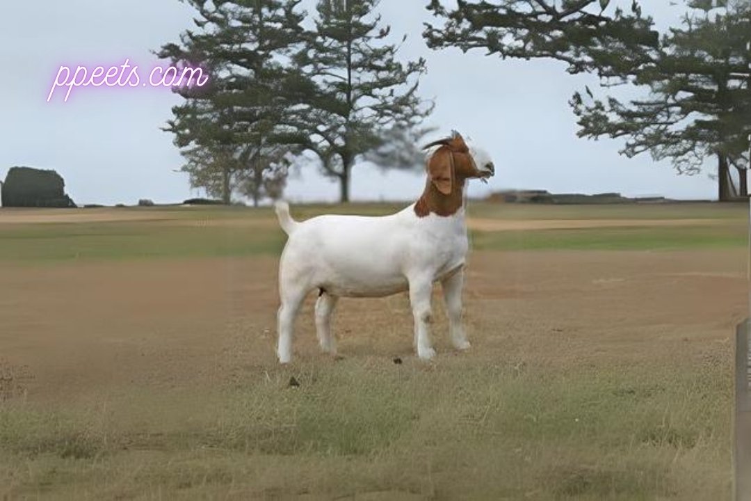 10 best Boer goat