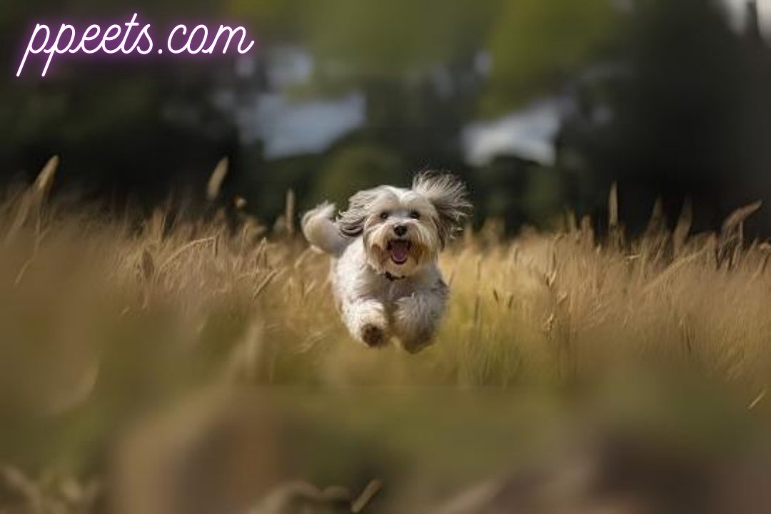 10 best Havanese dog